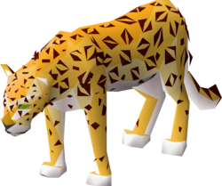 Male amur leopard